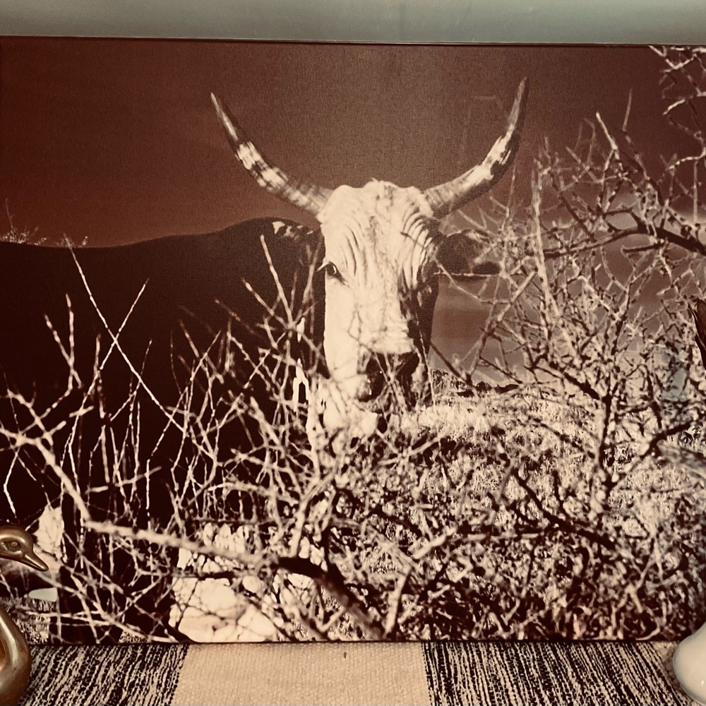 Canvas print of bull.